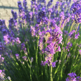 Lavendel mit Biene